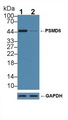 PSMD6 Antibody - Knockout Varification: Lane 1: Wild-type 293T cell lysate; Lane 2: PSMD6 knockout 293T cell lysate; Predicted MW: 52,46,41kd Observed MW: 45kd Primary Ab: 1µg/ml Rabbit Anti-Human PSMD6 Antibody Second Ab: 0.2µg/mL HRP-Linked Caprine Anti-Rabbit IgG Polyclonal Antibody