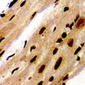 PSME1 Antibody - Immunohistochemical analysis of PA28 alpha staining in mouse heart formalin fixed paraffin embedded tissue section. The section was pre-treated using heat mediated antigen retrieval with sodium citrate buffer (pH 6.0). The section was then incubated with the antibody at room temperature and detected using an HRP conjugated compact polymer system. DAB was used as the chromogen. The section was then counterstained with hematoxylin and mounted with DPX.