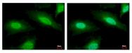 PSMF1 Antibody - PSMF1 antibody [C2C3], C-term detects PSMF1 protein at Cytoplasm and Nucleus by immunofluorescent analysis. HeLa cells were fixed in 4% paraformaldehyde at RT for 15 min. PSMF1 protein stained by PSMF1 antibody [C2C3], C-term diluted at 1:500. 