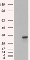 PSMF1 Antibody - HEK293 overexpressing PSMF1 (RC218938) and probed with (mock transfection in first lane).