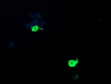 PSMF1 Antibody - Anti-PSMF1 mouse monoclonal antibody immunofluorescent staining of COS7 cells transiently transfected by pCMV6-ENTRY PSMF1.