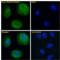 PSMG1 Antibody - Immunofluorescence analysis of paraformaldehyde fixed U2OS cells, permeabilized with 0.15% Triton. Primary incubation 1hr (10ug/ml) followed by Alexa Fluor 488 secondary antibody (4ug/ml), showing Golgi apparatus and some cytoplasmic staining. The nuclear stain is DAPI (blue). Negative control: Unimmunized goat IgG (10ug/ml) followed by Alexa Fluor 488 secondary antibody (4ug/ml).