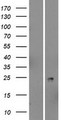 PSORS1C2 Protein - Western validation with an anti-DDK antibody * L: Control HEK293 lysate R: Over-expression lysate