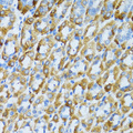 PSRC1 / DDA3 Antibody - Immunohistochemistry of paraffin-embedded mouse stomach tissue.
