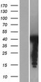 PSRC1 / DDA3 Protein - Western validation with an anti-DDK antibody * L: Control HEK293 lysate R: Over-expression lysate