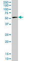 PTBP2 Antibody - PTBP2 monoclonal antibody (M09), clone 2B11. Western blot of PTBP2 expression in HeLa NE.