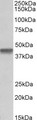 PTCD2 Antibody - PTCD2 antibody (1 ug/ml) staining of Daudi lysate (35 ug protein in RIPA buffer). Primary incubation was 1 hour. Detected by chemiluminescence.