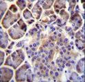 PTCHD4 / C6orf138 Antibody - C6orf138 Antibody immunohistochemistry of formalin-fixed and paraffin-embedded human pancreas tissue followed by peroxidase-conjugated secondary antibody and DAB staining.