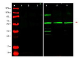 PTENP1 Antibody - Western blot using the affinity purified anti-PTEN-P1 antibody shows detection of endogenous PTEN-P1 in whole cell lysates from human derived cell lines HeLa (lane 4), HEK293 (lane 5) and MCF7 (lane 6).  The band at ~55 kDa (arrowhead) corresponds to PTEN-P1.  Lanes 1-3 were show the results of staining after the antibody was first pre-incubated with the immunizing peptide.  The identity of lower molecular weight bands in lane 4 is unknown.  Briefly, each lane contains approximately 35 µg of lysate.  Primary antibody was used at a 1:500 dilution in 5% BLOTTO in PBS reacted overnight at 4°C.  The membrane was washed and reacted with a 1:10,000 dilution of conjugated Gt-a-Rabbit IgG [H&L] MX for 45 min at room temperature (800 nm channel, green).   Molecular weight estimation was made by comparison to prestained MW markers in lane M (700 nm channel, red). Fluorescence image was captured using the Odyssey Infrared Imaging System developed by LI-COR. Other detection systems will yield similar results.