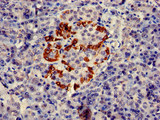 PTF1A Antibody - Immunohistochemistry of paraffin-embedded human pancreatic tissue at dilution of 1:100