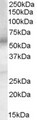 PTGER4 / EP4 Antibody - Antibody (0.1 ug/ml) staining of Human Testes lysate (35 ug protein in RIPA buffer). Primary incubation was 1 hour. Detected by chemiluminescence.