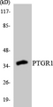PTGR1 / LTB4DH Antibody - Western blot analysis of the lysates from 293 cells using PTGR1 antibody.