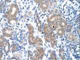 PTGS1 / COX-1 Antibody - PTGS1 / COX-1 antibody ARP41835_T100-NP_000953-PTGS1(prostaglandin-endoperoxide synthase 1) Antibody was used in IHC to stain formalin-fixed, paraffin-embedded human kidney.  This image was taken for the unconjugated form of this product. Other forms have not been tested.