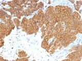 PTH / Parathyroid Hormone Antibody - Formalin-fixed, paraffin-embedded human parathyroid stained with Parathyroid Hormone antibody (3H9).  This image was taken for the unmodified form of this product. Other forms have not been tested.