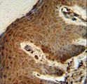 PTMS / Parathymosin Antibody - PTMS Antibody IHC of formalin-fixed and paraffin-embedded human skin followed by peroxidase-conjugated secondary antibody and DAB staining.