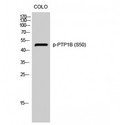 PTP1B Antibody - Western blot of Phospho-PTP1B (S50) antibody