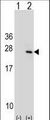 PTP4A1 / PRL-1 Antibody - Western blot of PTP4A1 (arrow) using rabbit polyclonal PTP4A1 Antibody. 293 cell lysates (2 ug/lane) either nontransfected (Lane 1) or transiently transfected (Lane 2) with the PTP4A1 gene.