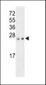 PTP4A3 Antibody - Western blot of PTP4A3 C-term in MCF-7 and 293 cell line lysates (35 ug/lane). PTP4A3 (arrow) was detected using the purified antibody.