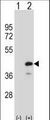 PTPN18 Antibody - Western blot of PTPN18 (arrow) using rabbit polyclonal PTPN18 Antibody. 293 cell lysates (2 ug/lane) either nontransfected (Lane 1) or transiently transfected (Lane 2) with the PTPN18 gene.