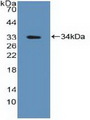 PTPN2 / TC-PTP Antibody - Western Blot; Sample: Recombinant PTPN2, Human.