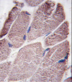 PTPN21 / PTPD1 Antibody - Formalin-fixed and paraffin-embedded human skeletal muscle tissue reacted with PTPD1 antibody , which was peroxidase-conjugated to the secondary antibody, followed by DAB staining. This data demonstrates the use of this antibody for immunohistochemistry; clinical relevance has not been evaluated.