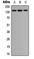 PTPN21 / PTPD1 Antibody - Western blot analysis of PTPD1 expression in A549 (A); Raw264.7 (B); PC12 (C) whole cell lysates.