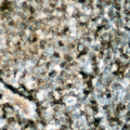 PTPN6 / SHP1 Antibody - Immunohistochemical analysis of SHPTP1 staining in human lymph node formalin fixed paraffin embedded tissue section. The section was pre-treated using heat mediated antigen retrieval with sodium citrate buffer (pH 6.0). The section was then incubated with the antibody at room temperature and detected using an HRP conjugated compact polymer system. DAB was used as the chromogen. The section was then counterstained with hematoxylin and mounted with DPX.