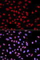 PTPN6 / SHP1 Antibody - Immunofluorescence analysis of U2OS cells using PTPN6 antibody. Blue: DAPI for nuclear staining.