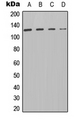 PTPRA / RPTP-Alpha Antibody - Western blot analysis of PTP alpha expression in HT29 (A); A549 (B); Raw264.7 (C); NIH3T3 (D) whole cell lysates.