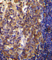 PTPRJ / CD148 Antibody - His6-DEP-1 Antibody immunohistochemistry of formalin-fixed and paraffin-embedded human tonsil tissue followed by peroxidase-conjugated secondary antibody and DAB staining.