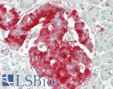 PTPRN / IA-2 Antibody - Human Pancreas: Formalin-Fixed, Paraffin-Embedded (FFPE).  This image was taken for the unconjugated form of this product. Other forms have not been tested.