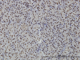 PTRF / CAVIN Antibody - Immunoperoxidase of monoclonal antibody to PTRF on formalin-fixed paraffin-embedded human pancreas. [antibody concentration 3 ug/ml]
