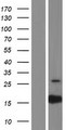 PTRHD1 / C2orf79 Protein - Western validation with an anti-DDK antibody * L: Control HEK293 lysate R: Over-expression lysate