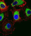 PTTG2 Antibody - Fluorescent confocal image of MCF-7 cell stained with PTTG2 Antibody. MCF-7 cells were fixed with 4% PFA (20 min), permeabilized with Triton X-100 (0.1%, 10 min), then incubated with PTTG2 primary antibody (1:25, 1 h at 37°C). For secondary antibody, Alexa Fluor 488 conjugated donkey anti-rabbit antibody (green) was used (1:400, 50 min at 37°C). Cytoplasmic actin was counterstained with Alexa Fluor 555 (red) conjugated Phalloidin (7units/ml, 1 h at 37°C). Nuclei were counterstained with DAPI (blue) (10 ug/ml, 10 min). PTTG2 immunoreactivity is localized to Cytoplasm significantly.
