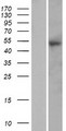 PTX4 / Pentraxin 4 Protein - Western validation with an anti-DDK antibody * L: Control HEK293 lysate R: Over-expression lysate