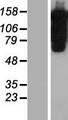 PUM1 Protein - Western validation with an anti-DDK antibody * L: Control HEK293 lysate R: Over-expression lysate