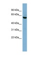 PVRL3 / Nectin-3 Antibody - PVRL3 / Nectin 3 antibody Western blot of HT1080 cell lysate. This image was taken for the unconjugated form of this product. Other forms have not been tested.