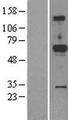 PXYLP1 / ACPL2 Protein - Western validation with an anti-DDK antibody * L: Control HEK293 lysate R: Over-expression lysate