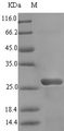Alba Protein - (Tris-Glycine gel) Discontinuous SDS-PAGE (reduced) with 5% enrichment gel and 15% separation gel.