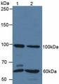 QSOX1 / QSCN6 Antibody - Western Blot; Sample: Lane1: Human 293T Cells; Lane2: Human HeLa Cells.