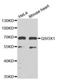 QSOX1 / QSCN6 Antibody - Western blot analysis of extracts of various cell lines, using QSOX1 antibody.