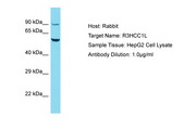 R3HCC1L / C10orf28 Antibody -  This image was taken for the unconjugated form of this product. Other forms have not been tested.