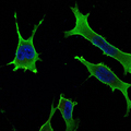 RAB10 Antibody - Immunofluorescence of LOVO cells using Rab10 mouse monoclonal antibody (green). Blue: DRAQ5 fluorescent DNA dye.