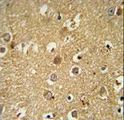 RAB11FIP2 / Rab11-FIP2 Antibody - RAB11FIP2 Antibody immunohistochemistry of formalin-fixed and paraffin-embedded human brain tissue followed by peroxidase-conjugated secondary antibody and DAB staining. This data demonstrates the use of the RAB11FIP2 Antibody for immunohistochemistry.