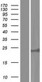 RAB15 Protein - Western validation with an anti-DDK antibody * L: Control HEK293 lysate R: Over-expression lysate
