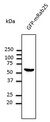 RAB25 Antibody - Western blot. Anti-Rab25 antibody at 1:1000 dilution. HEK293 cells transfected with GFP-Rab25. Lysates at 50 ug per lane. Rabbit polyclonal to goat IgG (HRP) at 1:10000 dilution.