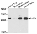 RAB34 Antibody - Western blot analysis of extracts of various cell lines, using RAB34 antibody at 1:1000 dilution. The secondary antibody used was an HRP Goat Anti-Rabbit IgG (H+L) at 1:10000 dilution. Lysates were loaded 25ug per lane and 3% nonfat dry milk in TBST was used for blocking. An ECL Kit was used for detection and the exposure time was 90s.