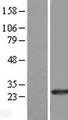 RAB39B Protein - Western validation with an anti-DDK antibody * L: Control HEK293 lysate R: Over-expression lysate