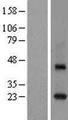 RAB3C Protein - Western validation with an anti-DDK antibody * L: Control HEK293 lysate R: Over-expression lysate