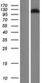 RAB3GAP1 Protein - Western validation with an anti-DDK antibody * L: Control HEK293 lysate R: Over-expression lysate